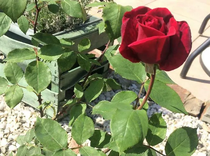 La Boulangerie Chalé *